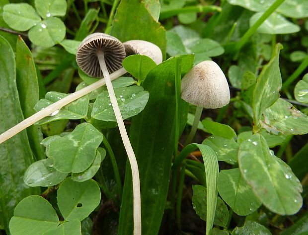 zvoncovec Panaeolus sp.