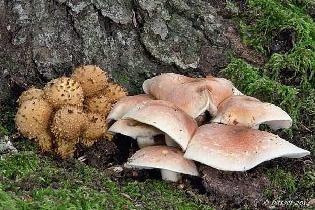 šupinovka šupinatá Pholiota squarrosa (Vahl) P. Kumm.