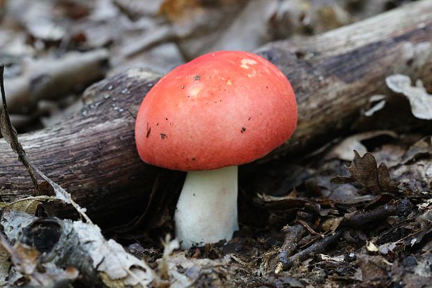 plávka Russula sp.