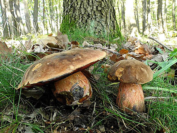 hríb zrnitohlúbikový Sutorius luridiformis (Rostk.) G. Wu & Zhu L. Yang