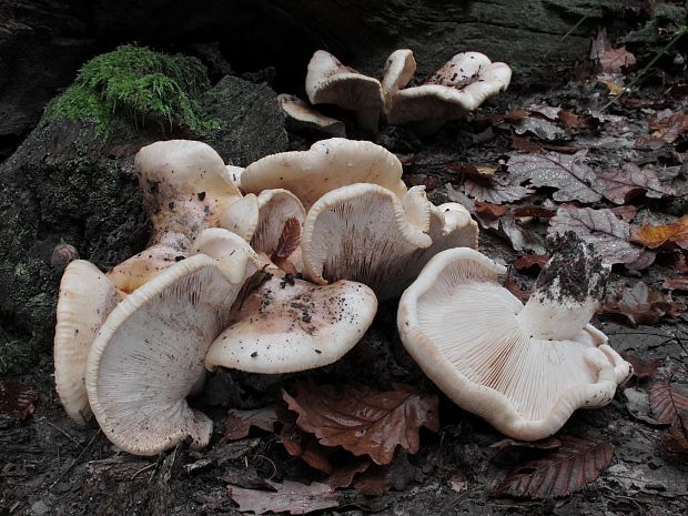 čírovka horká Tricholoma acerbum (Bull.) Vent.