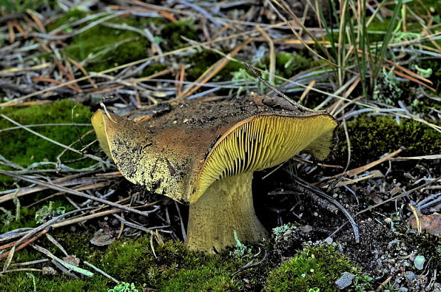 čírovka zelenkastá Tricholoma equestre (L.) P. Kumm.