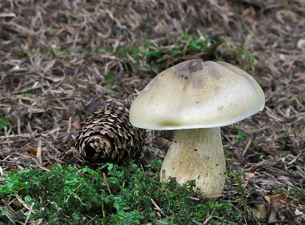 čírovka mydlová Tricholoma saponaceum (Fr.) P. Kumm.