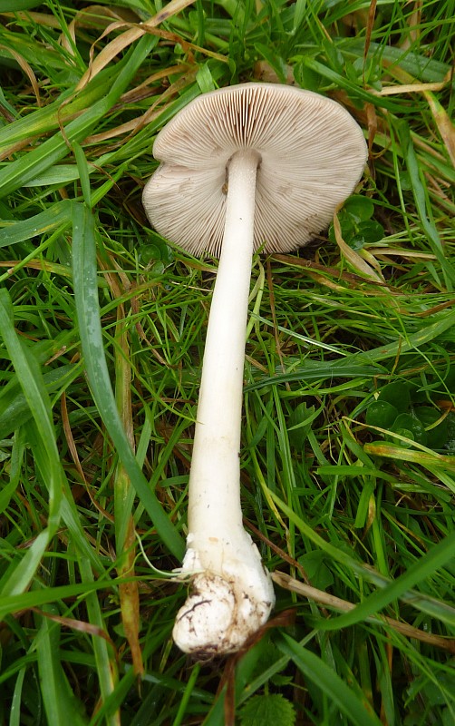 pošvovec obyčajný Volvariella cf.gloiocephala (DC.) Boekhout & Enderle