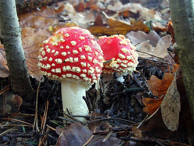 muchotrávka červená Amanita muscaria (L.) Lam.