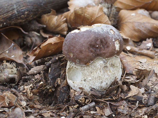 hríb smrekový Boletus edulis Bull.