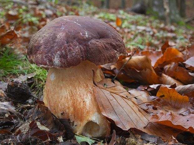 hríb sosnový Boletus pinophilus Pil. et Dermek in Pil.