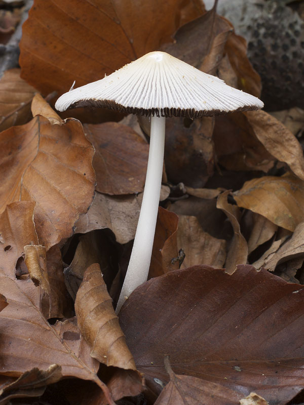 hnojník Coprinus sp.