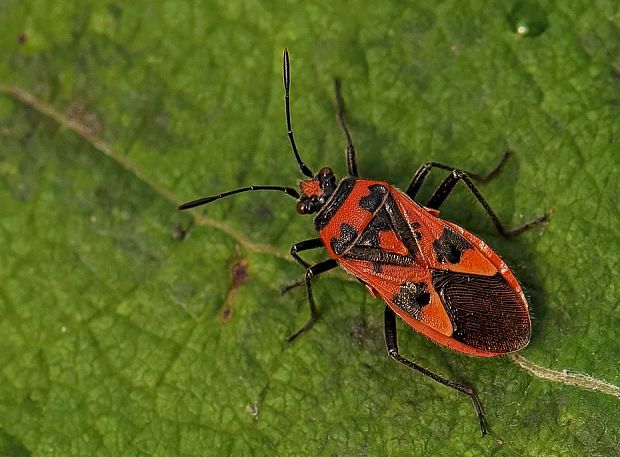 obrubnica červená Corizus hyoscyami