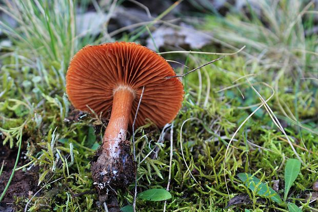 pavučinovec Cortinarius sp.