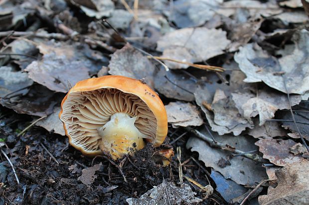 pavučinovec mazľavý Cortinarius trivialis J.E. Lange