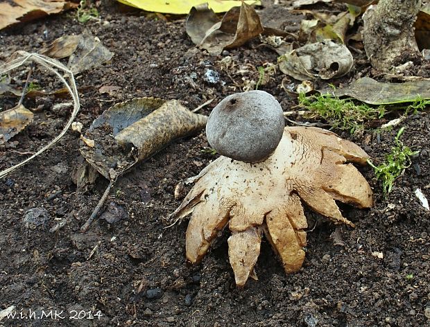 hviezdovka tmavá Geastrum coronatum Pers.