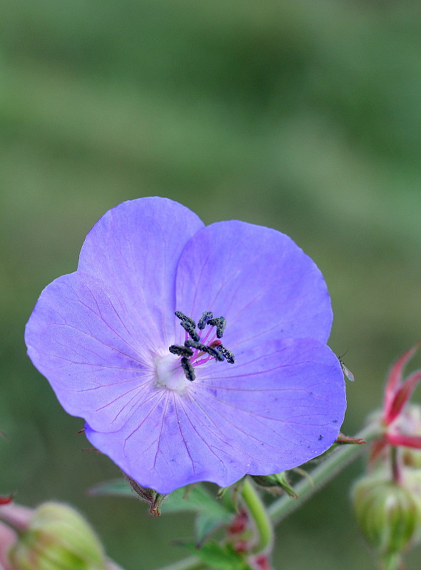 pakost lúčny Geranium pratense L.