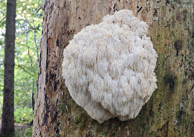 koralovec jedľový Hericium alpestre Pers.