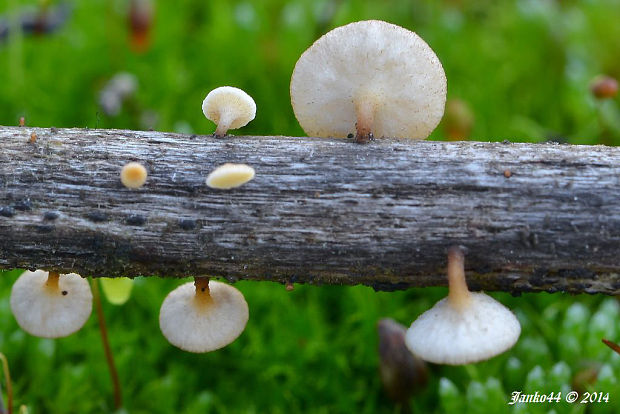 čiašočka byľová Hymenoscyphus herbarum (Pers.) Dennis