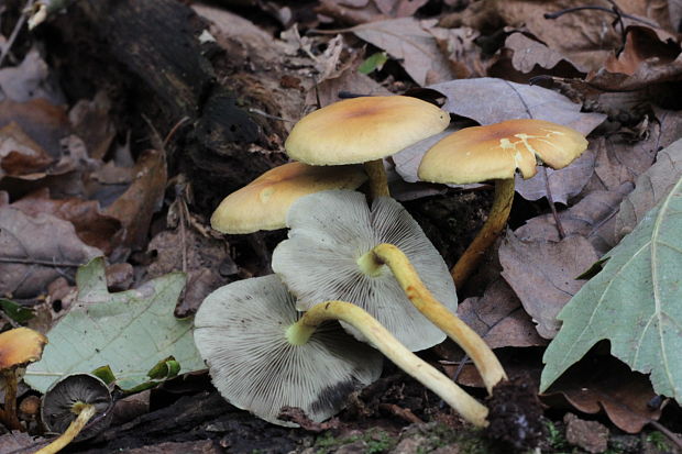 strapcovka zväzkovitá Hypholoma fasciculare (Huds.) P. Kumm.