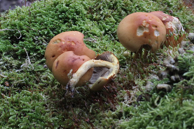 strapcovka zväzkovitá Hypholoma fasciculare (Huds.) P. Kumm.