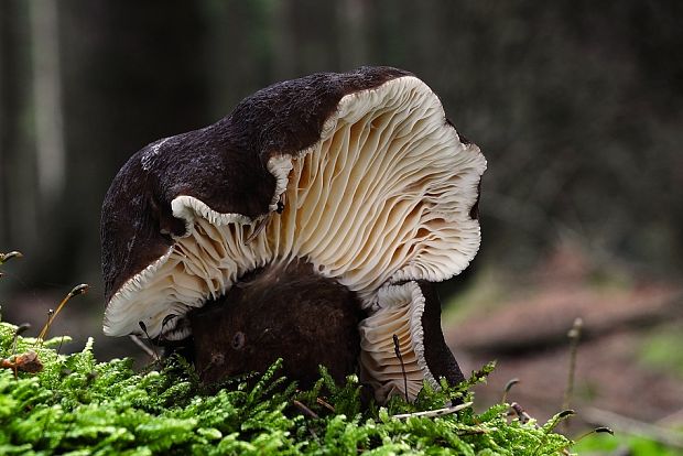 rýdzik čiernozamatový Lactarius lignyotus Fr.