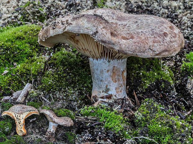 rýdzik hrdzavohnedý Lactarius quieticolor Romagn.