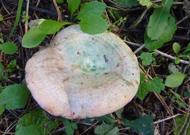 rýdzik oranžovokrvavý Lactarius semisanguifluus R. Heim & Leclair