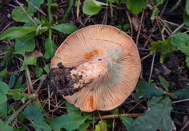 rýdzik oranžovokrvavý Lactarius semisanguifluus R. Heim & Leclair