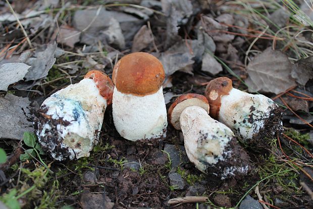 kozák osikový Leccinum albostipitatum den Bakker & Noordel.