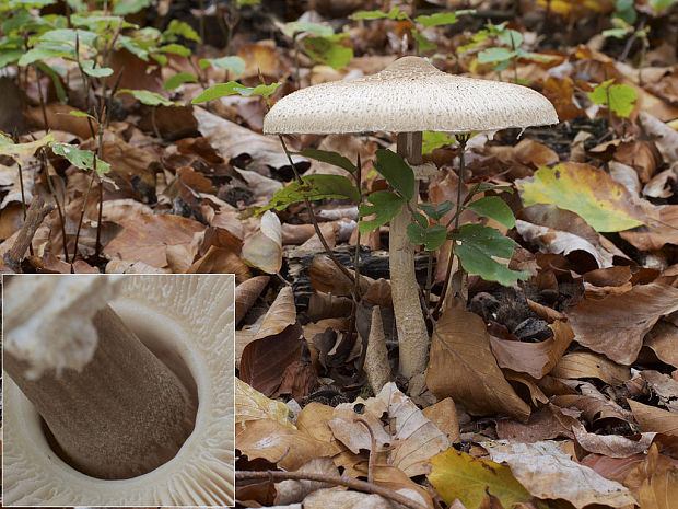 bedľa Konradova Macrolepiota konradii (Huijsman ex P.D. Orton) M.M. Moser