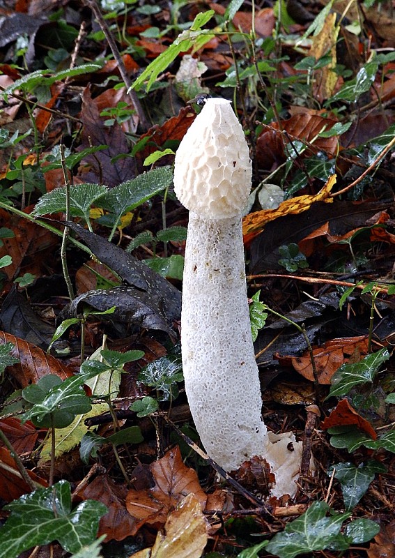 hadovka smradľavá Phallus impudicus L.