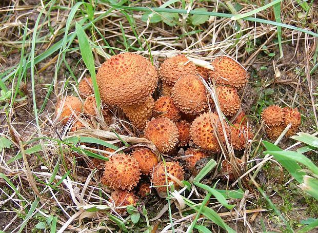 šupinovka šupinatá Pholiota squarrosa (Vahl) P. Kumm.