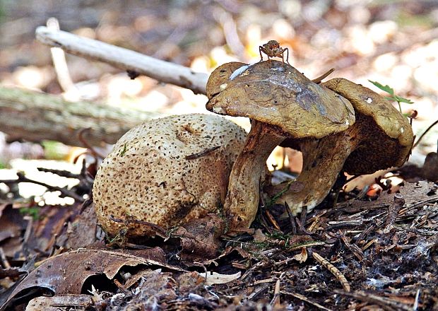 suchohríb cudzopasný Pseudoboletus parasiticus (Bull.) Šutara