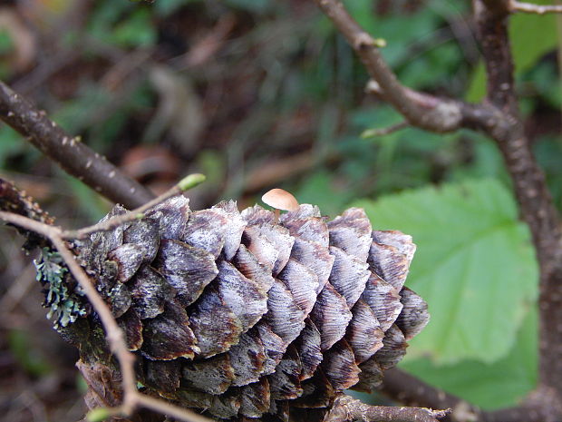 peniazočka smreková Strobilurus esculentus (Wulfen) Singer