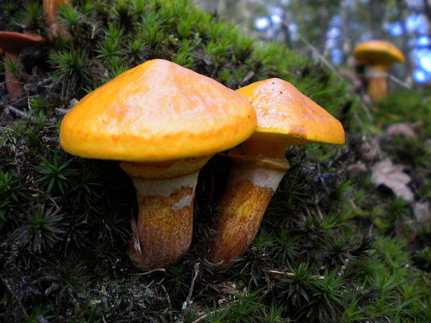 masliak smrekovcový Suillus grevillei (Klotzsch) Singer