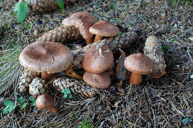 čírovka šupinkatá Tricholoma imbricatum (Fr.) P. Kumm.