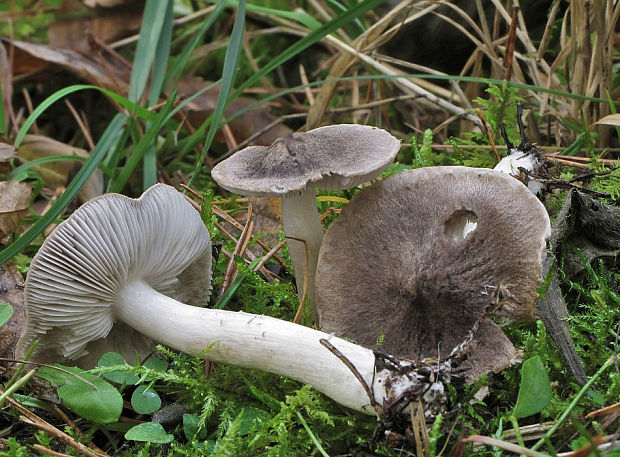 čírovka zemná Tricholoma terreum (Schaeff.) P. Kumm.