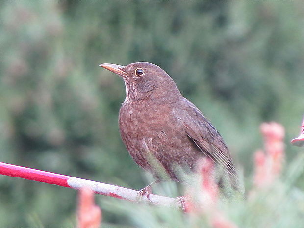 kos černý Turdus merula