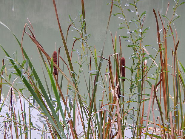 pálka širokolistá Typha latifolia L.