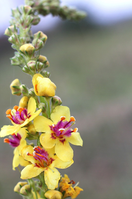 divozel chaixov rakúsky Verbascum chaixii subsp. austriacum (Schott ex Roem. et Schult.) Hayek