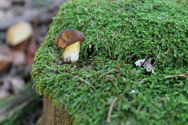 suchohríb Xerocomus sp.