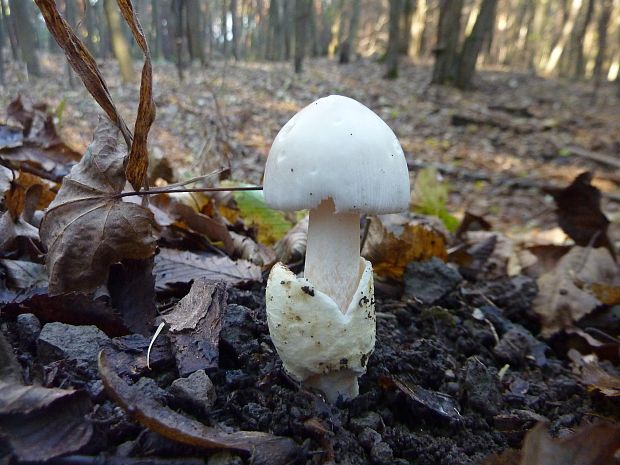 muchotrávka pošvatá biela Amanita vaginata var. alba? Gillet