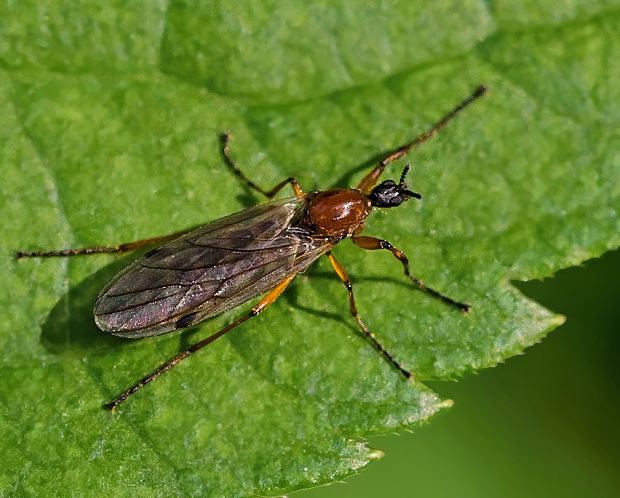 mušica Bibio clavipes ♀