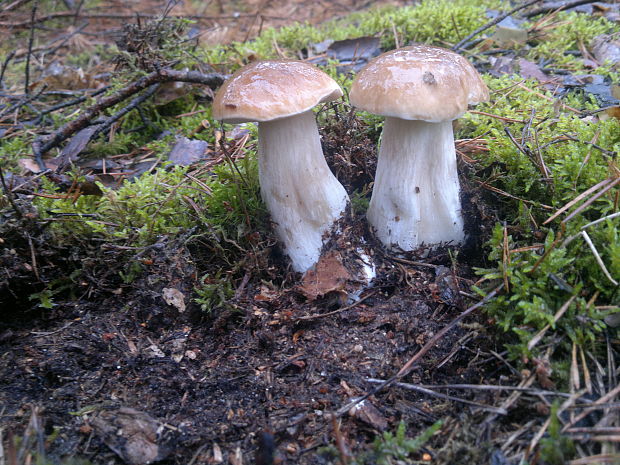 hríb smrekový Boletus edulis Bull.