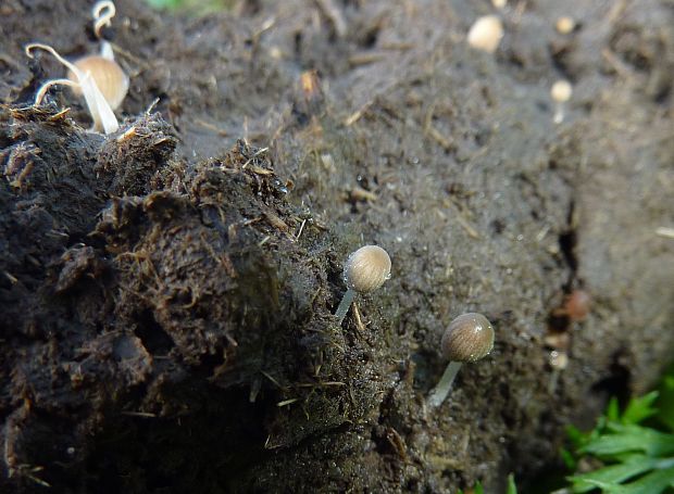 hnojník priesvitný Coprinellus pellucidus (P. Karst.) Redhead, Vilgalys & Moncalvo