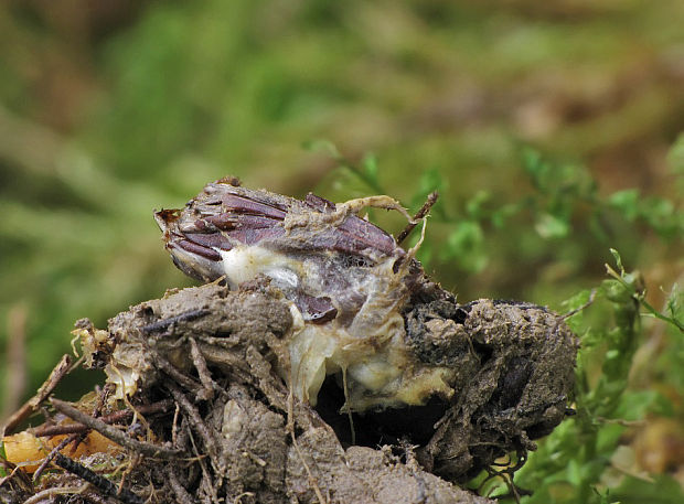 žezlovka hmyzová Cordyceps militaris (Fr.) Link