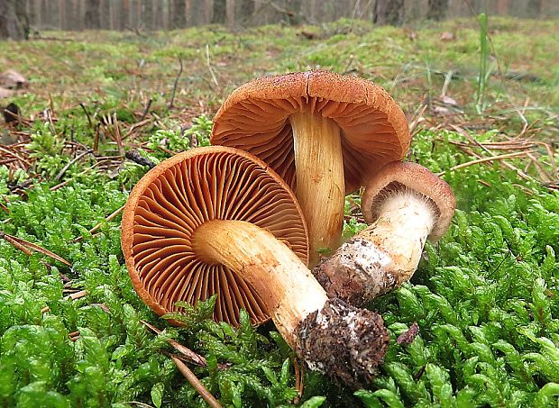 pavučinovec Cortinarius sp.