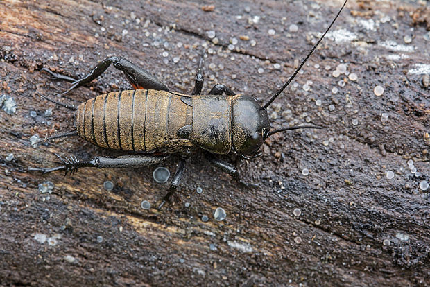 cvrček poľný  Gryllus campestris