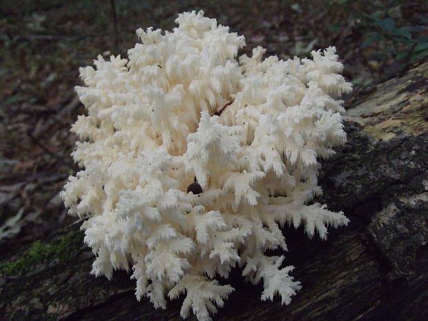 koralovec bukový Hericium coralloides (Scop.) Pers.