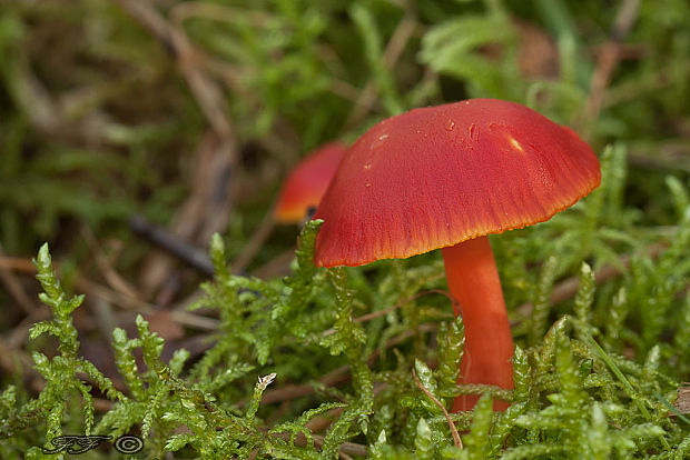 lúčnica šarlátová Hygrocybe coccinea (Schaeff.) P. Kumm.