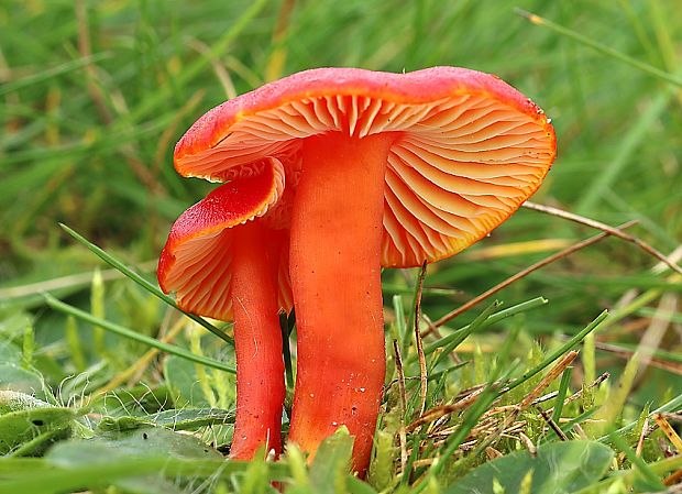 lúčnica šarlátová Hygrocybe coccinea (Schaeff.) P. Kumm.