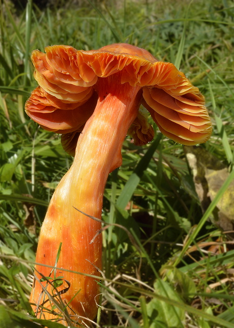 lúčnica granátovočervená Hygrocybe punicea (Fr.) P. Kumm.