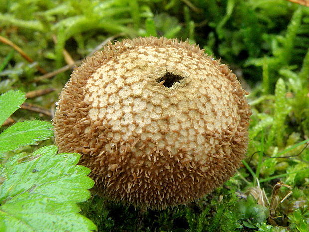 prášnica pichliačová Lycoperdon echinatum Pers.